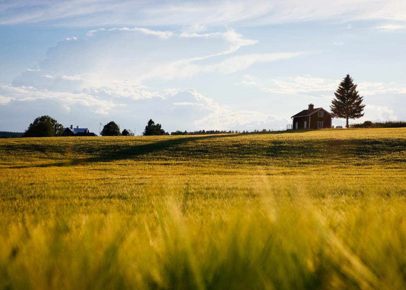 Golden field with small green trees in the background